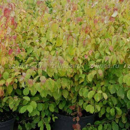 Дерен кроваво-красный (Cornus sanguinea)