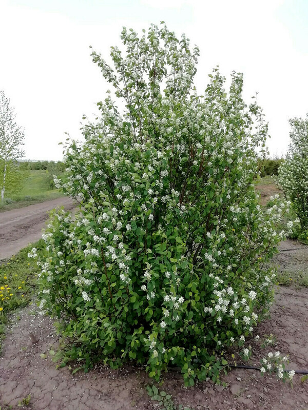 Ирга овальнолистная (Amelanchier ovalis)