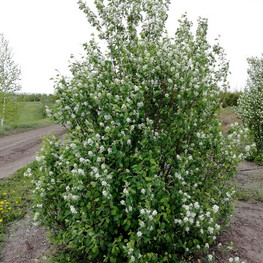 Ирга овальнолистная (Amelanchier ovalis)