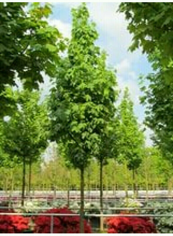 Клен остролистный "Apollo"