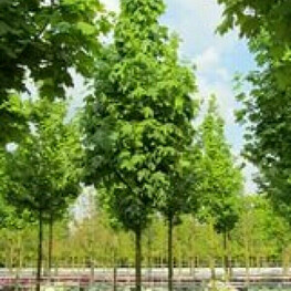 Клен остролистный Аполло (Acer platanoides 'Apollo')