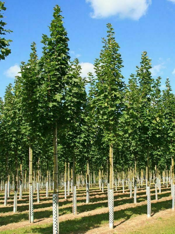Клен остролистный Мауриц Апрайт (Acer platanoides 'Mauritz Upright')