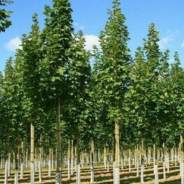 Клен остролистный Мауриц Апрайт (Acer platanoides 'Mauritz Upright')