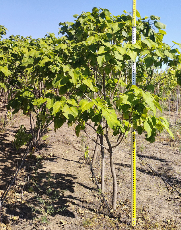 Катальпа бигнониевидная (Catalpa bignonioides)