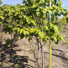 Катальпа бигнониевидная (Catalpa bignonioides)