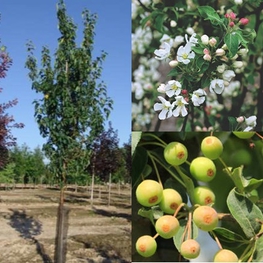 Яблоня декоративная Стрит Парад (Malus 'Street Parade')