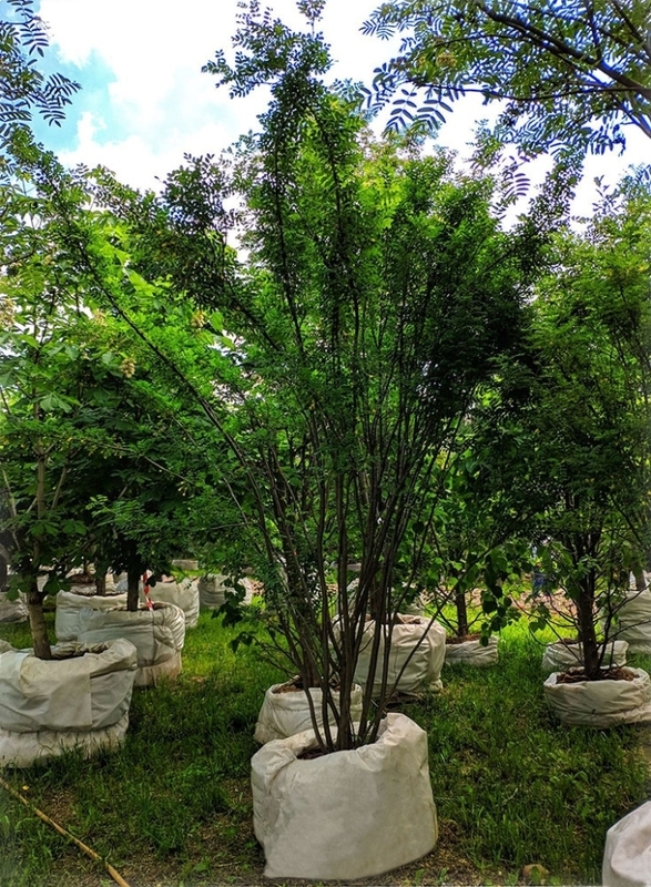 Акация желтая (карагана) (Caragana arborescens)