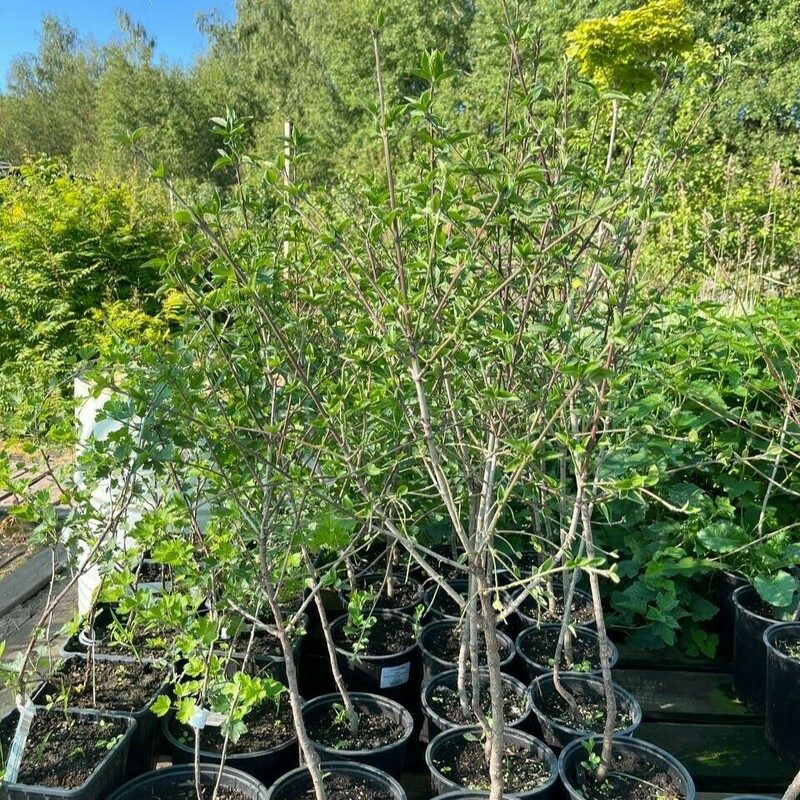 Кизил (Cornus mas)