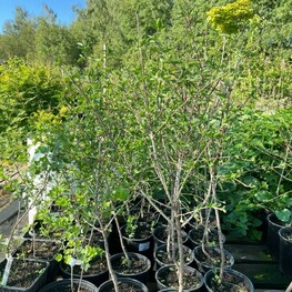 Кизил (Cornus mas)