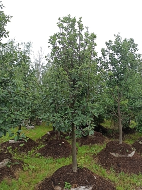 Рябина дуболистная (Sorbus x hybrida)