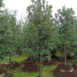 Рябина дуболистная (Sorbus x hybrida)