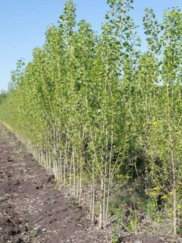 Тополь канадский (Populus x canadensis)