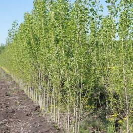 Тополь канадский (Populus x canadensis)