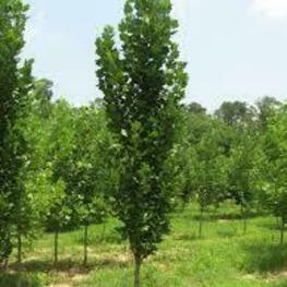 Тополь пирамидальный (Populus pyramidalis)