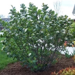 Арония Мичурина (Aronia mitschurinii)