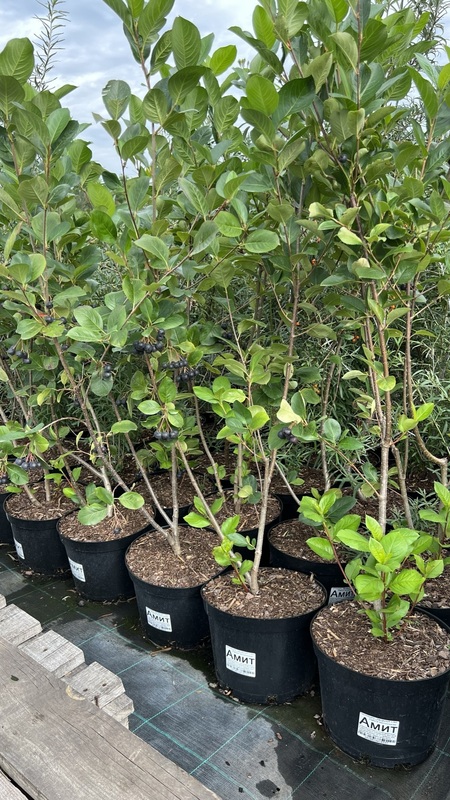 Арония Мичурина Амит (Aronia mitschurinii 'Amit')