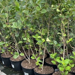 Арония Мичурина Амит (Aronia mitschurinii 'Amit')