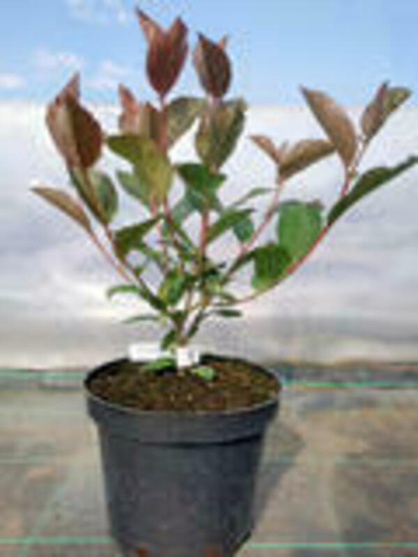 Арония сливолистная Неро (Aronia x prunifolia 'Nero')