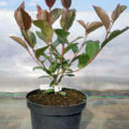 Арония сливолистная Неро (Aronia x prunifolia 'Nero')