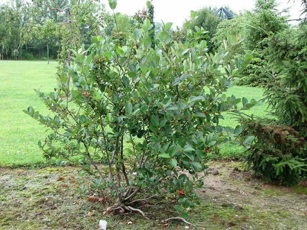 Арония сливолистная Викинг (Aronia x prunifolia 'Viking')