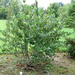 Арония сливолистная Викинг (Aronia x prunifolia 'Viking')