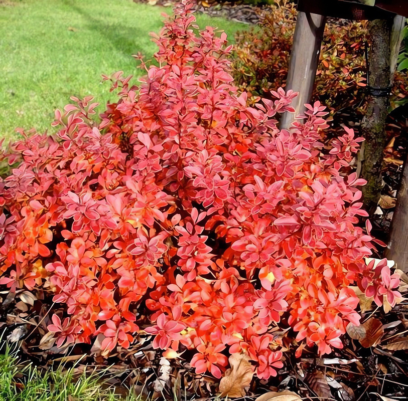 Барбарис Тунберга Файерболл (Berberis thunbergii 'Fireball')