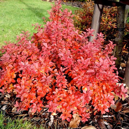 Барбарис Тунберга Файерболл (Berberis thunbergii 'Fireball')