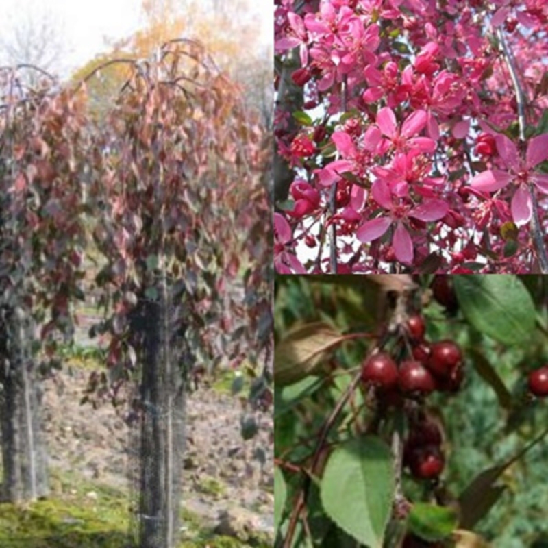Яблоня декоративная Роял Бьюти (Malus 'Royal Beauty')