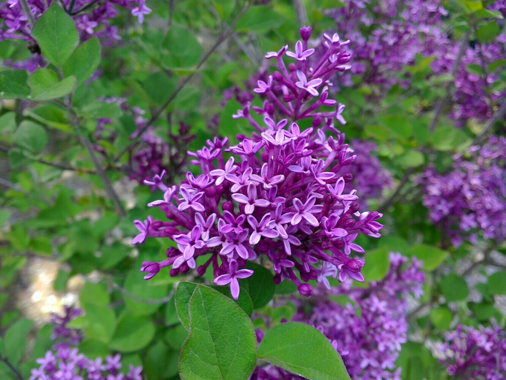 Сирень гибридная Дарк Пурпл (Syringa x hybrida 'Dark Purple')