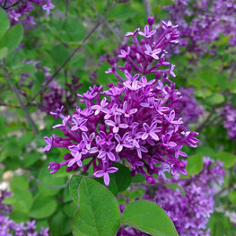 Сирень гибридная Дарк Пурпл (Syringa x hybrida 'Dark Purple')