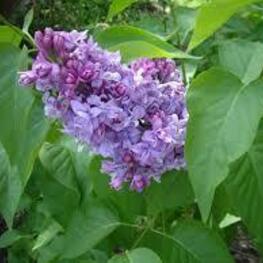 Сирень обыкновенная (Syringa vulgaris)
