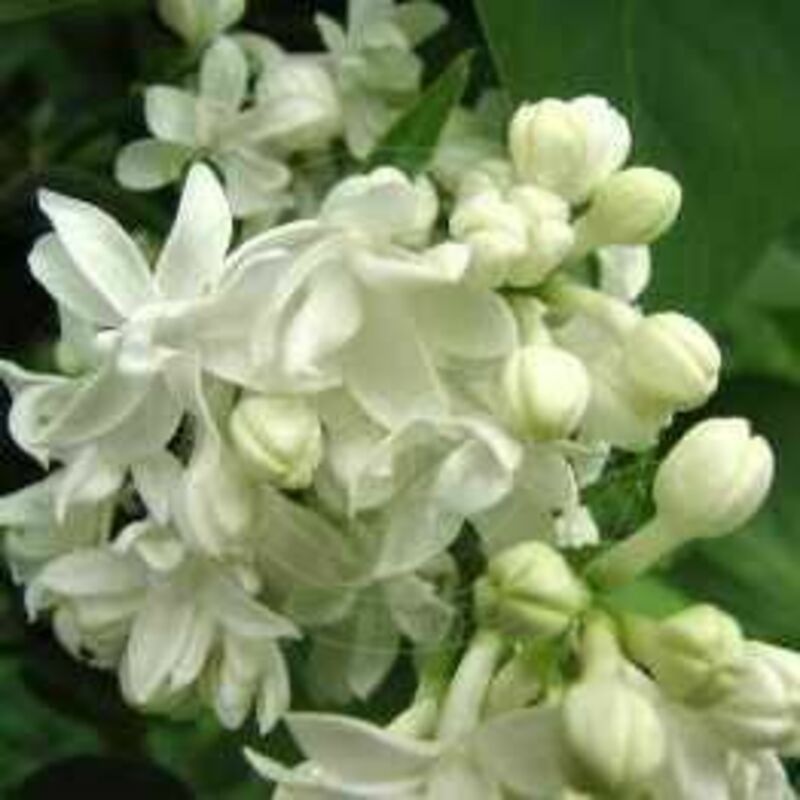 Сирень обыкновенная Ветка мира (Syringa vulgaris 'Vetka Mira')