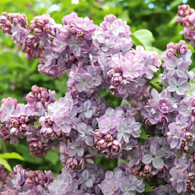 Сирень обыкновенная Вечерняя Москва (Syringa vulgaris 'Vechernyaya Moskva')