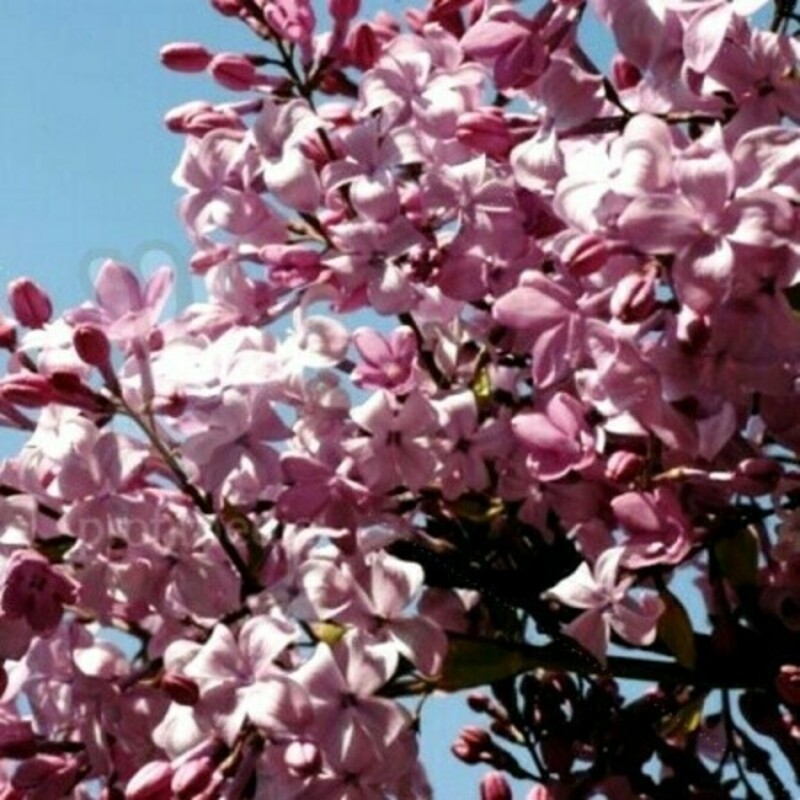 Сирень обыкновенная Мирабо (Syringa vulgaris 'Mirabeau')