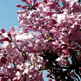 Сирень обыкновенная "Мирабо"