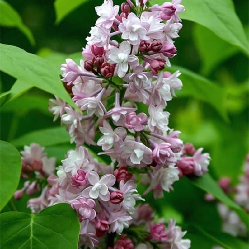 Сирень обыкновенная Нина (Syringa vulgaris 'Nina')