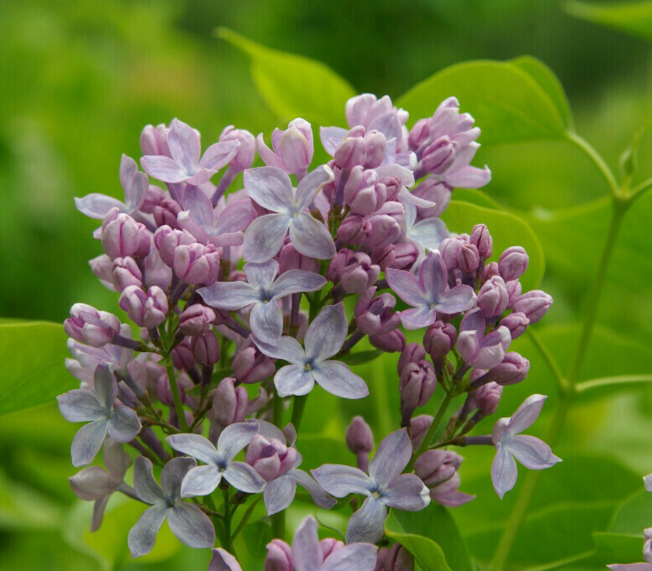 Сирень обыкновенная Мадам Суше (Syringa vulgaris 'Madame Souchet')