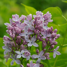 Сирень обыкновенная Мадам Суше (Syringa vulgaris 'Madame Souchet')
