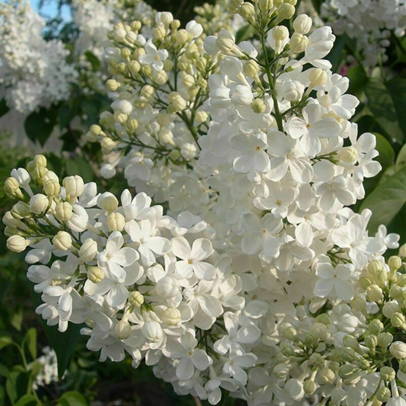 Сирень обыкновенная Татьяна Полякова (Syringa vulgaris 'Tatyana Polyakova')