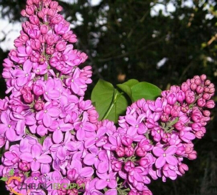 Сирень обыкновенная Севастопольский Вальс (Syringa vulgaris 'Sevastopolskiy Vals')