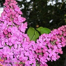 Сирень обыкновенная "Севастопольский Вальс"