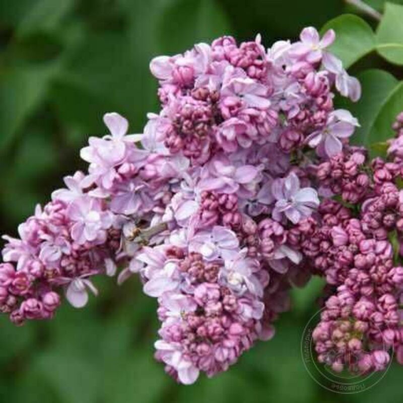 Сирень обыкновенная Маршал Ланн (Syringa vulgaris 'Maréchal Lannes')