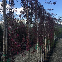 Яблоня декоративная Пурпурная (Malus 'Pendula Purpurea') пендула