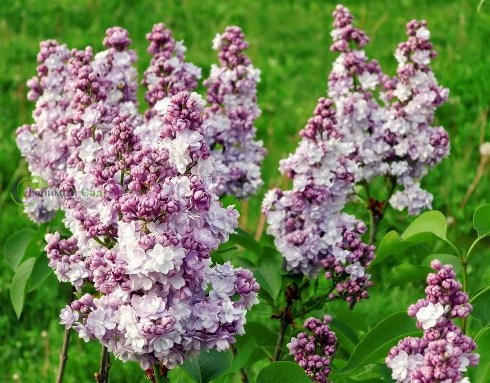 Сирень обыкновенная Маршал Фош (Syringa vulgaris 'Maréchal Foch')