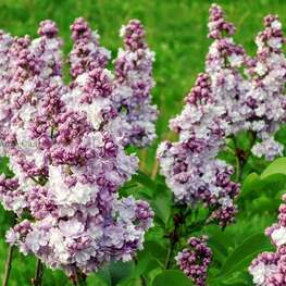 Сирень обыкновенная Маршал Фош (Syringa vulgaris 'Maréchal Foch')