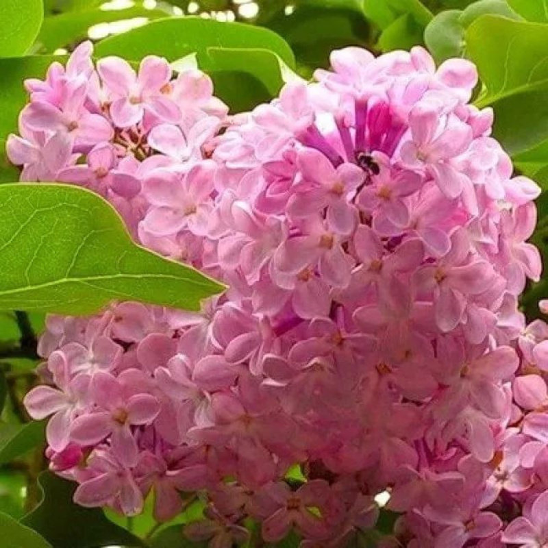 Сирень обыкновенная Калифорния Роуз (Syringa vulgaris 'California Rose')