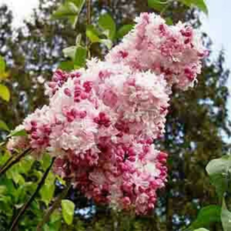 Сирень обыкновенная Свитхарт (Syringa vulgaris 'Sweetheart')
