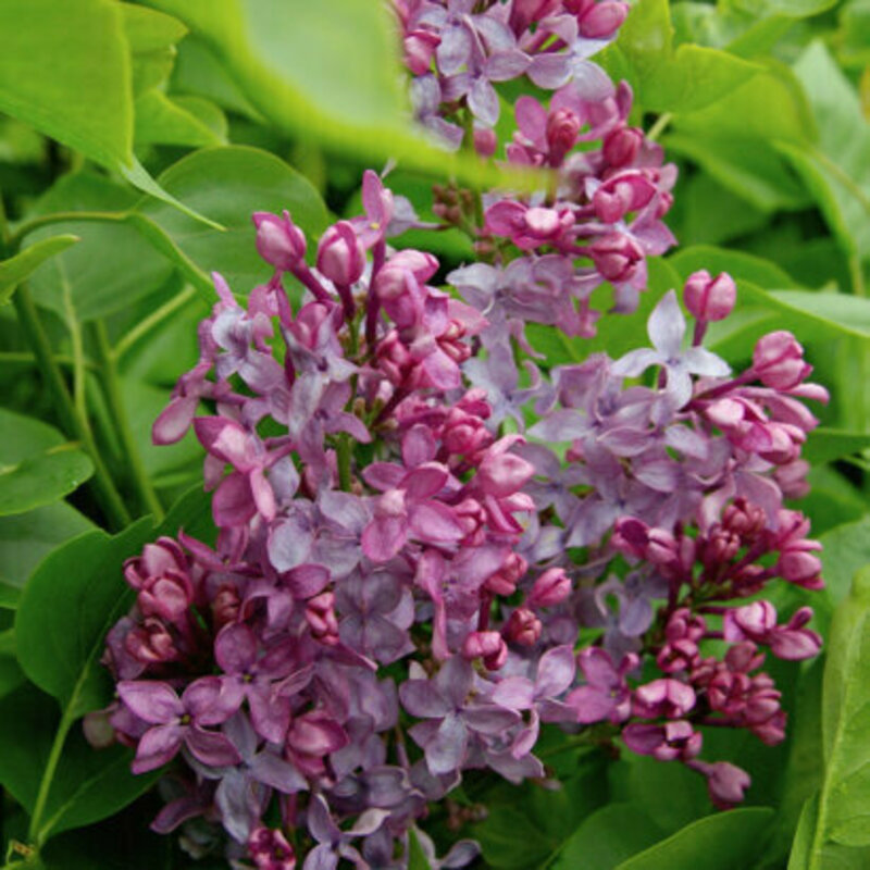 Сирень обыкновенная Капитан Бальте (Syringa vulgaris 'Capitaine Baltet')