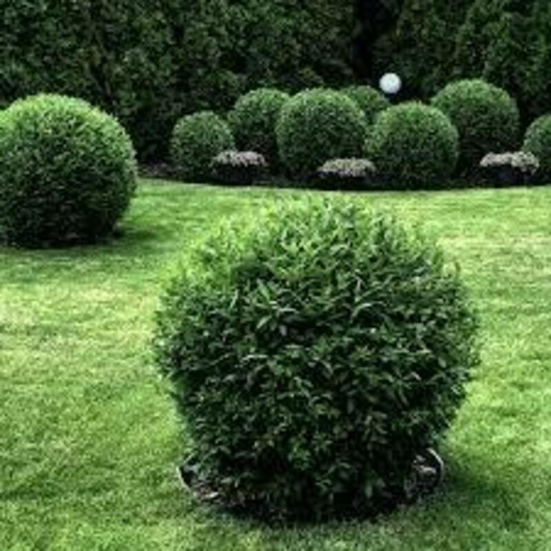 Бирючина обыкновенная (Ligustrum vulgare) (шар)