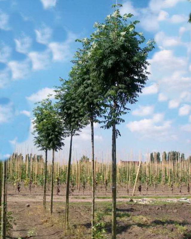 Рябина обыкновенная Фингерпринт (Sorbus aucuparia 'Fingerprint')